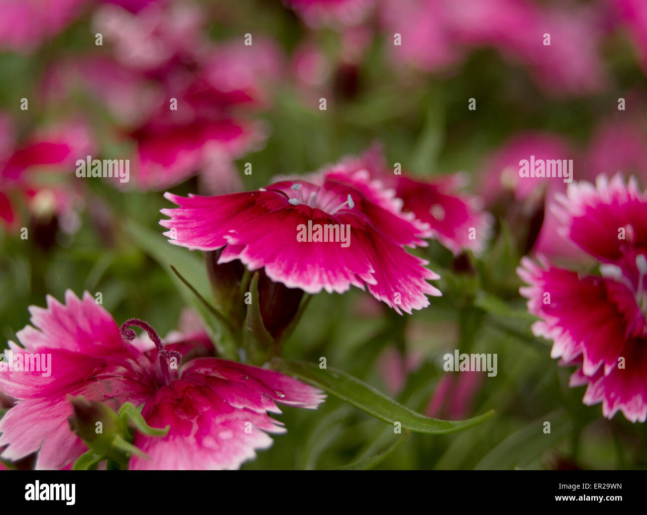 Fleurs rose avec fond vert flou abstrait Banque D'Images