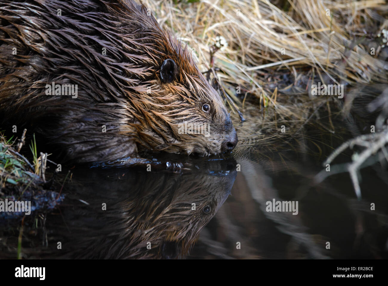 Beaver entrant dans l'eau au large de la digue de castor Banque D'Images