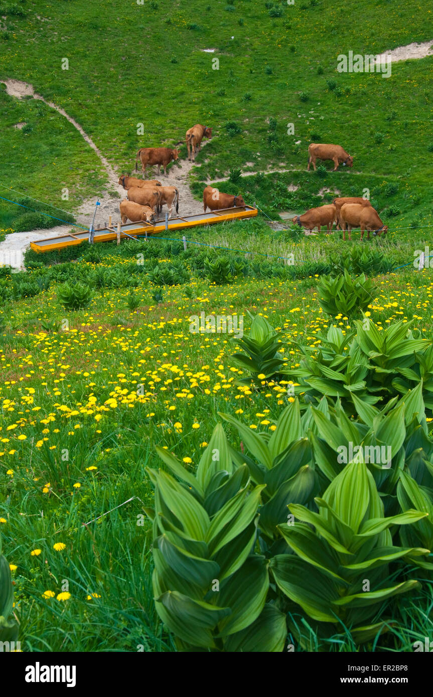 Troupeau de vaches tarine au point d'eau dans la montagne du Semnoz, près d'Annecy, Savoie, France Banque D'Images