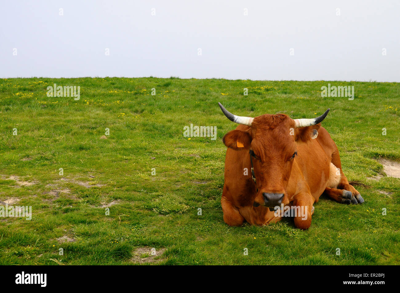 Tarine vache dans la montagne du Semnoz, près d'Annecy, Savoie, France Banque D'Images