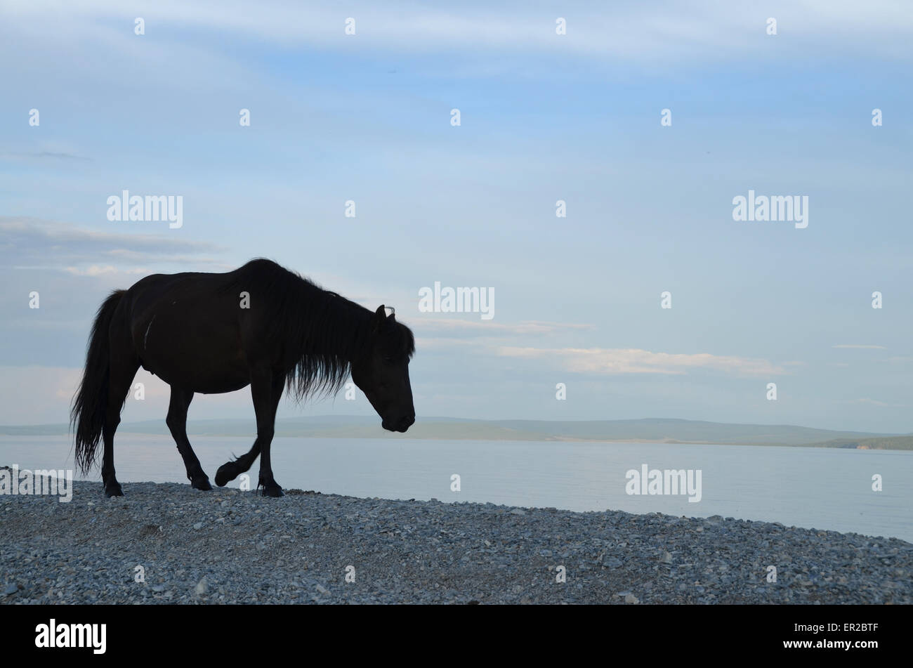 Un cheval noir marche sur la rive du lac Hovsgol, dans le nord de la Mongolie. Banque D'Images