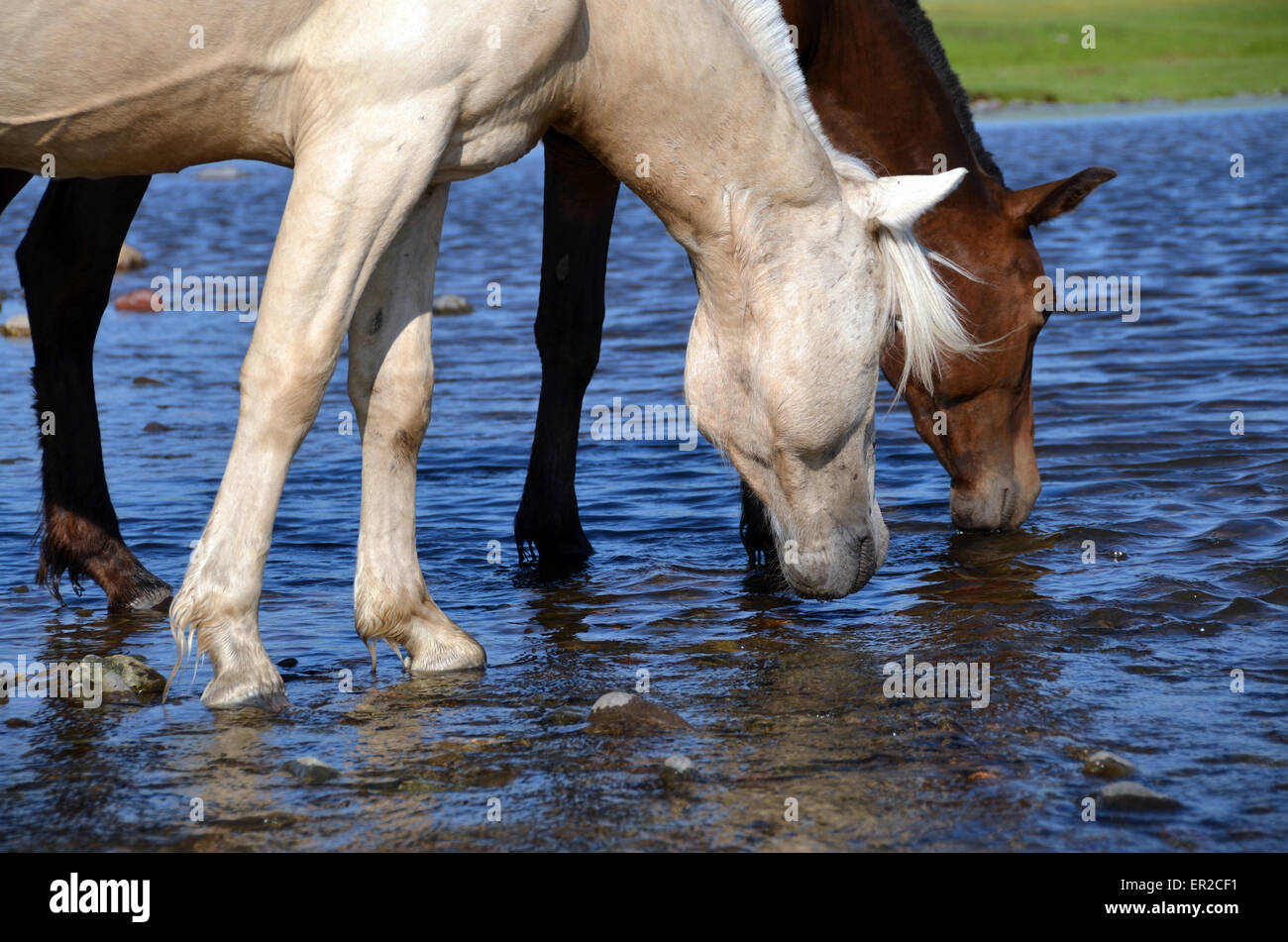 Deux chevaux de boire dans une rivière de la province de Bulgan, dans le nord de la Mongolie Banque D'Images