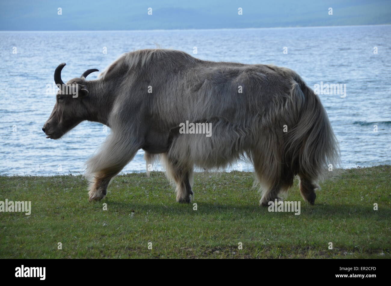 Un buffle le long de la rive du lac Hovsgol, dans le nord de la Mongolie Banque D'Images