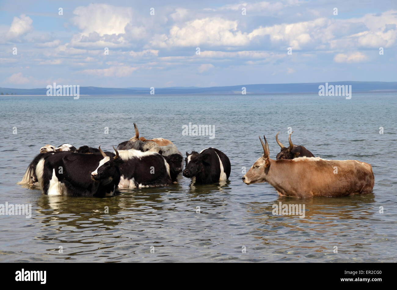 Echelle de vaches et de boire dans le lac Hovsgol, dans le nord de la Mongolie Banque D'Images