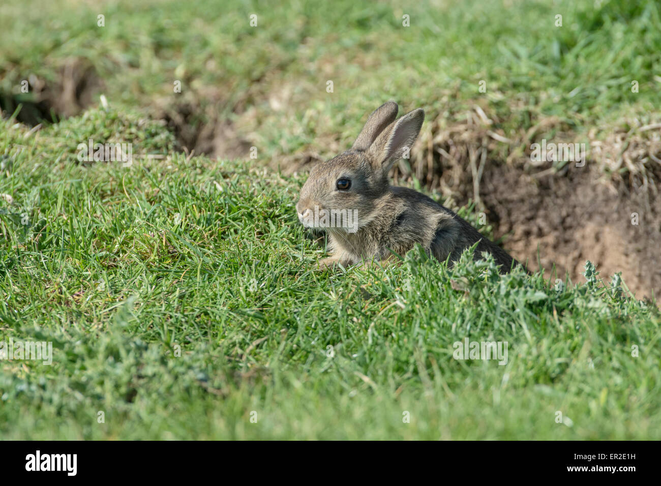 Lapin (Oryctolagus cuniculus). Jeune animal sur le site de l'entrée de terrier. Banque D'Images