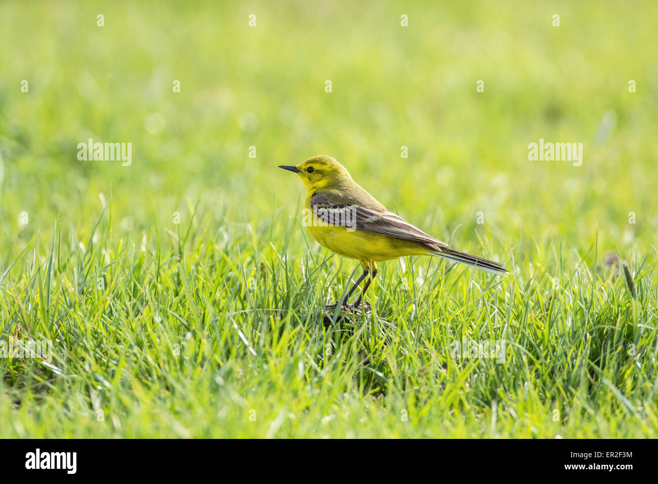 La bergeronnette printanière (Motacilla flava) se nourrissent dans les pâturages. Banque D'Images