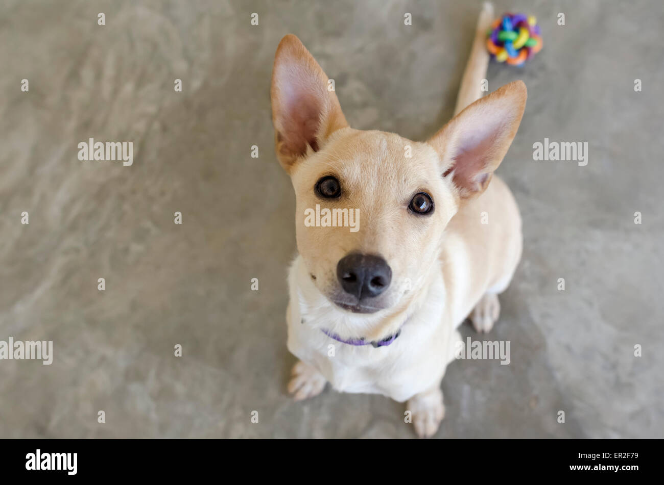 Un mignon petit chien est de la recherche avec un jouet. curieusement Banque D'Images