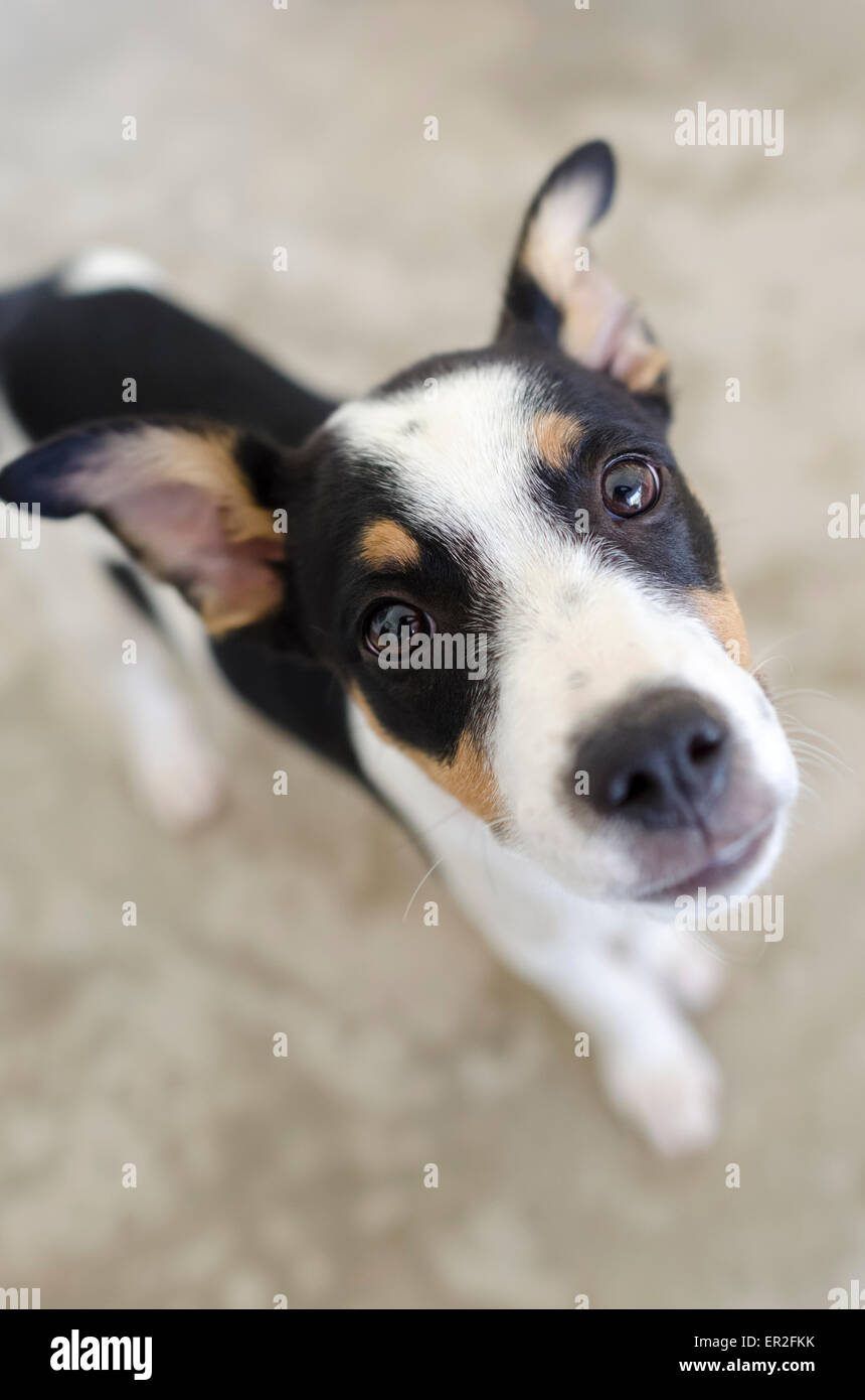 Un tir vertical d'un mignon petit chien à la recherche de curiosité. Banque D'Images