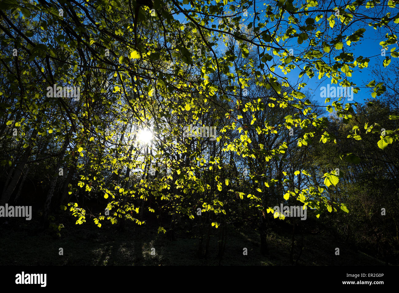 Les feuilles de noisetier vert vif brillant dans la lumière du soleil de printemps. Banque D'Images