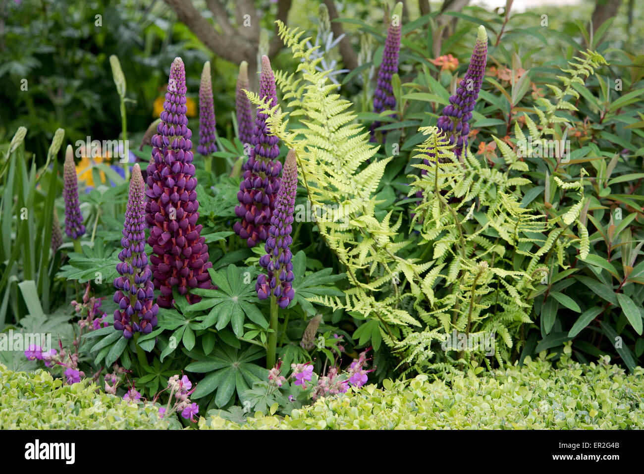 Un close-up de lupins mauve et fougères dans les villes santé jardin au Chelsea Flower Show 2015 Banque D'Images