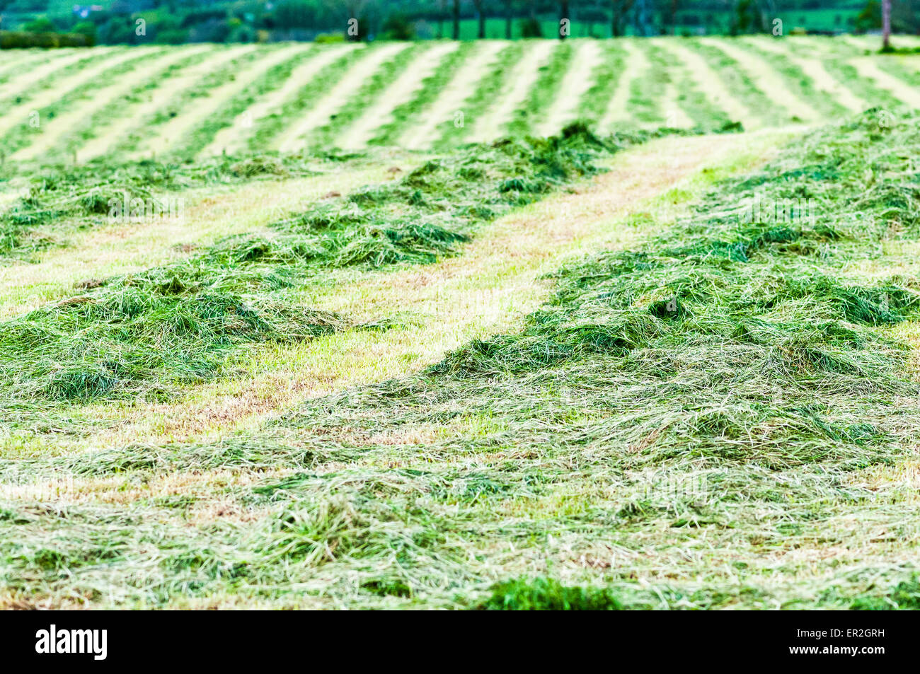 L'ensilage dans un champ, coupé et prêt à être levé. Banque D'Images