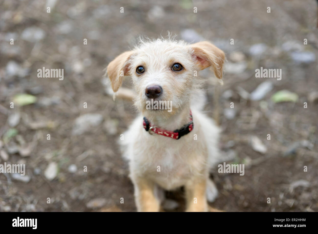 Un chiot mignon est de la recherche avec curiosité. Banque D'Images