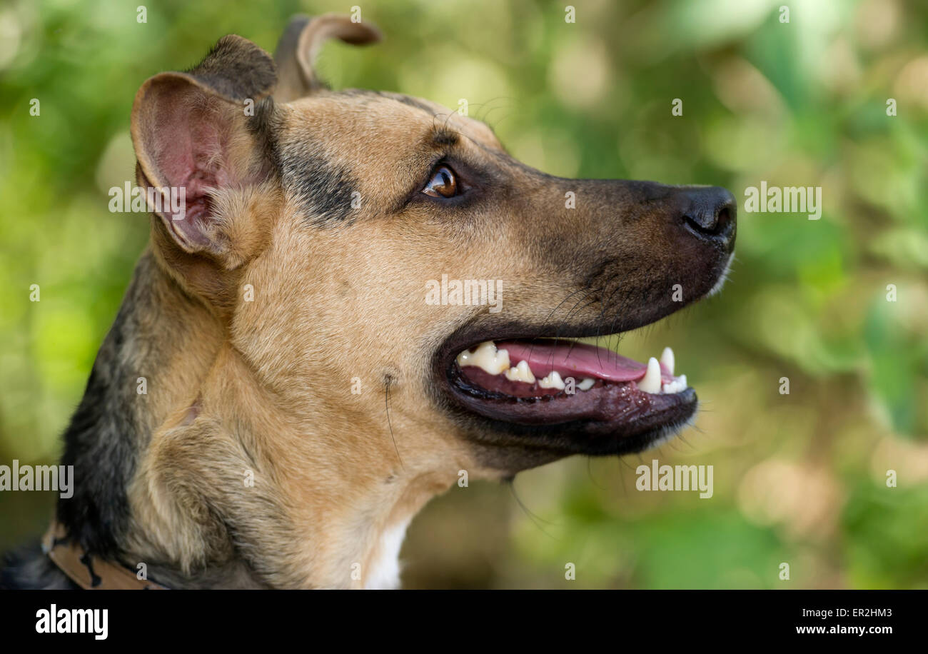 German Shepard profil extérieur libre avec flou fond vert. Banque D'Images