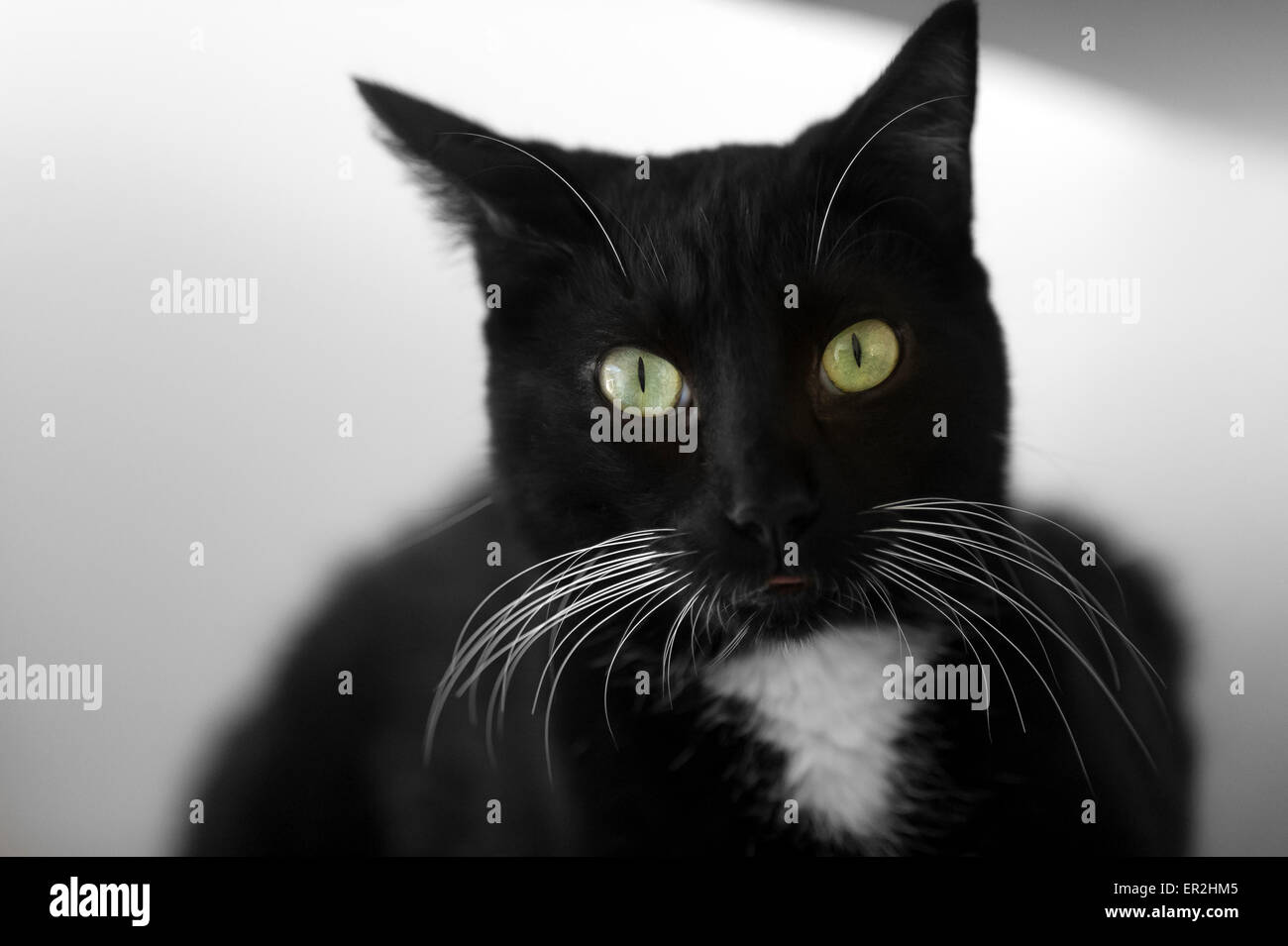 Un chat noir avec moustaches et gros yeux verts. Banque D'Images