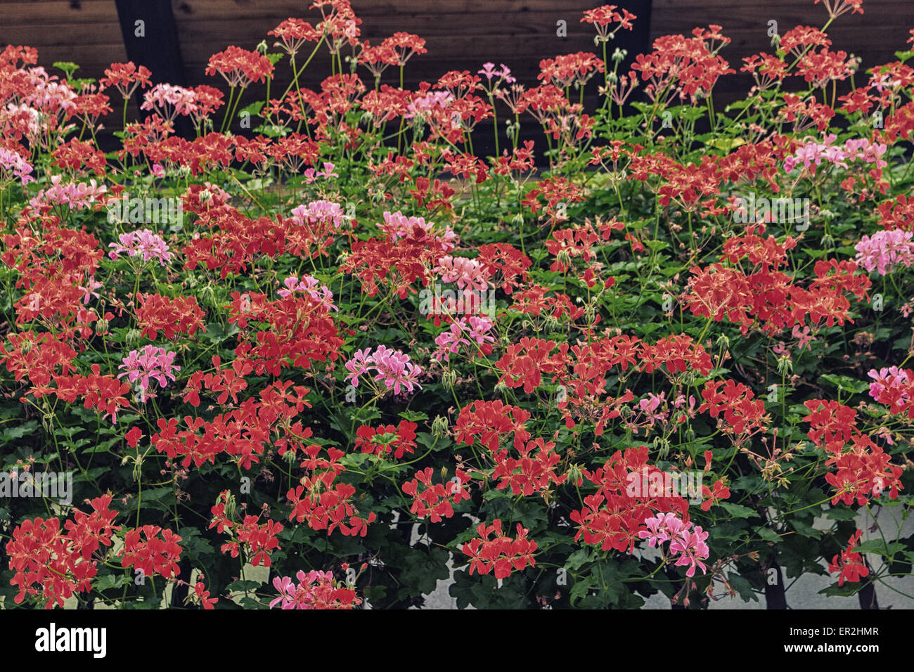 Fleurs suspendues de géraniums rouges et roses avec des feuilles vertes Banque D'Images