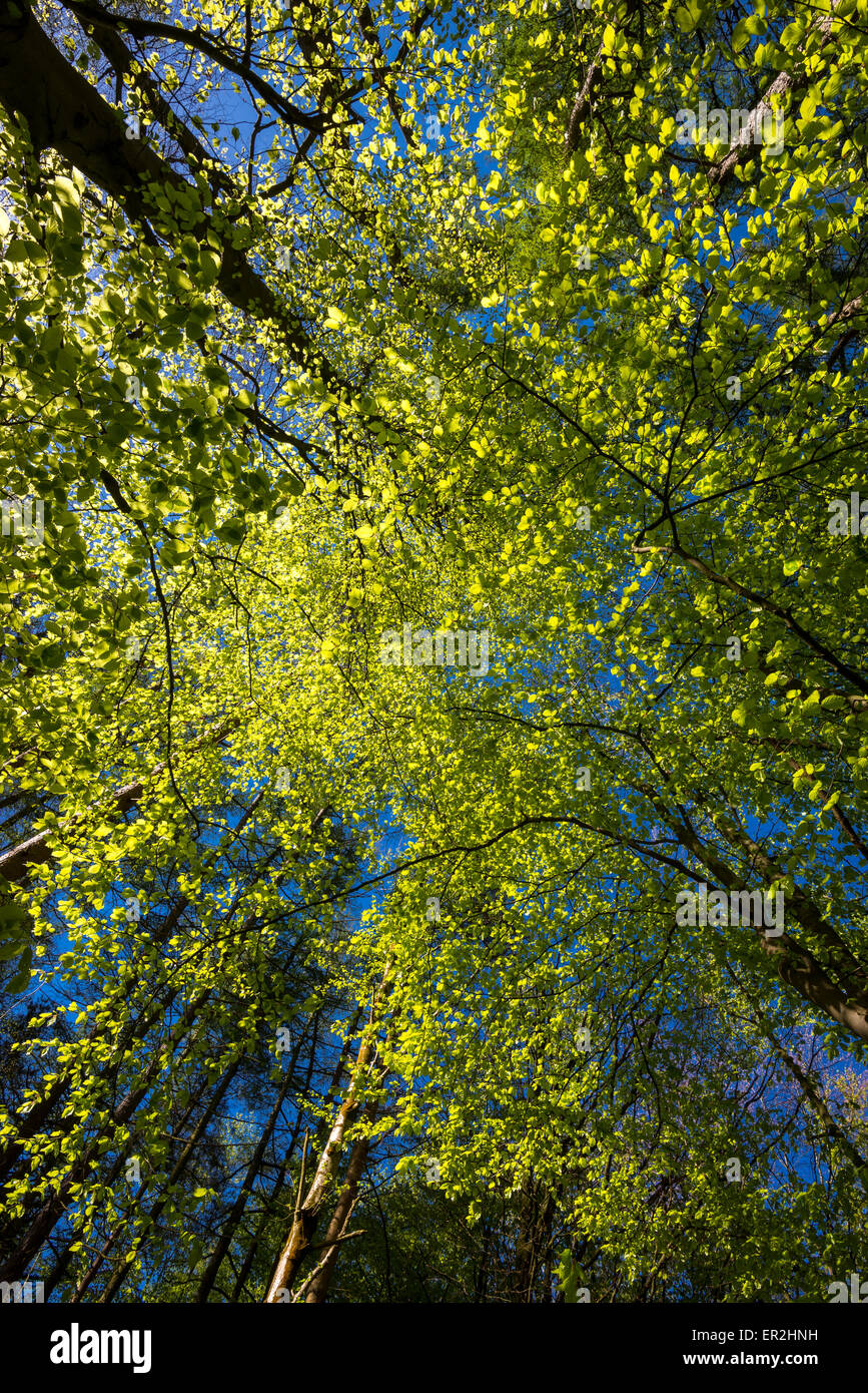 À la recherche jusqu'à l'auvent d'un Beech tree avec des feuilles vert brillant contrastant contre un ciel bleu profond. Banque D'Images