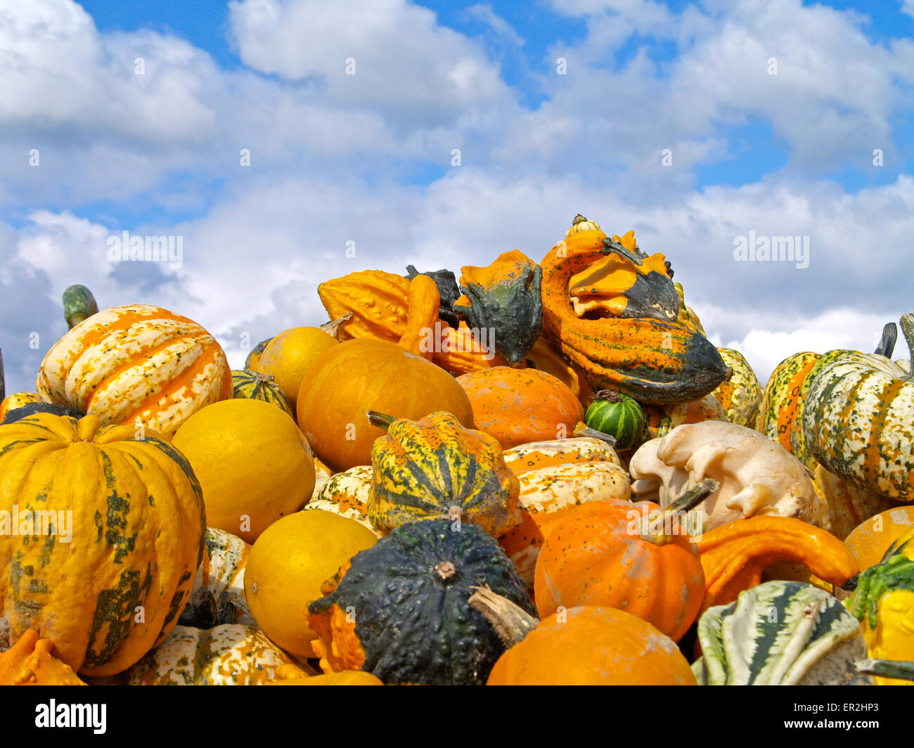 Frucht, Fruechte, Herbst, Kuerbisse Zierkuerbis Kuerbis,,, Zierkuerbisse, bunt, bunte, farbenfroh, farbig, malerisch Banque D'Images