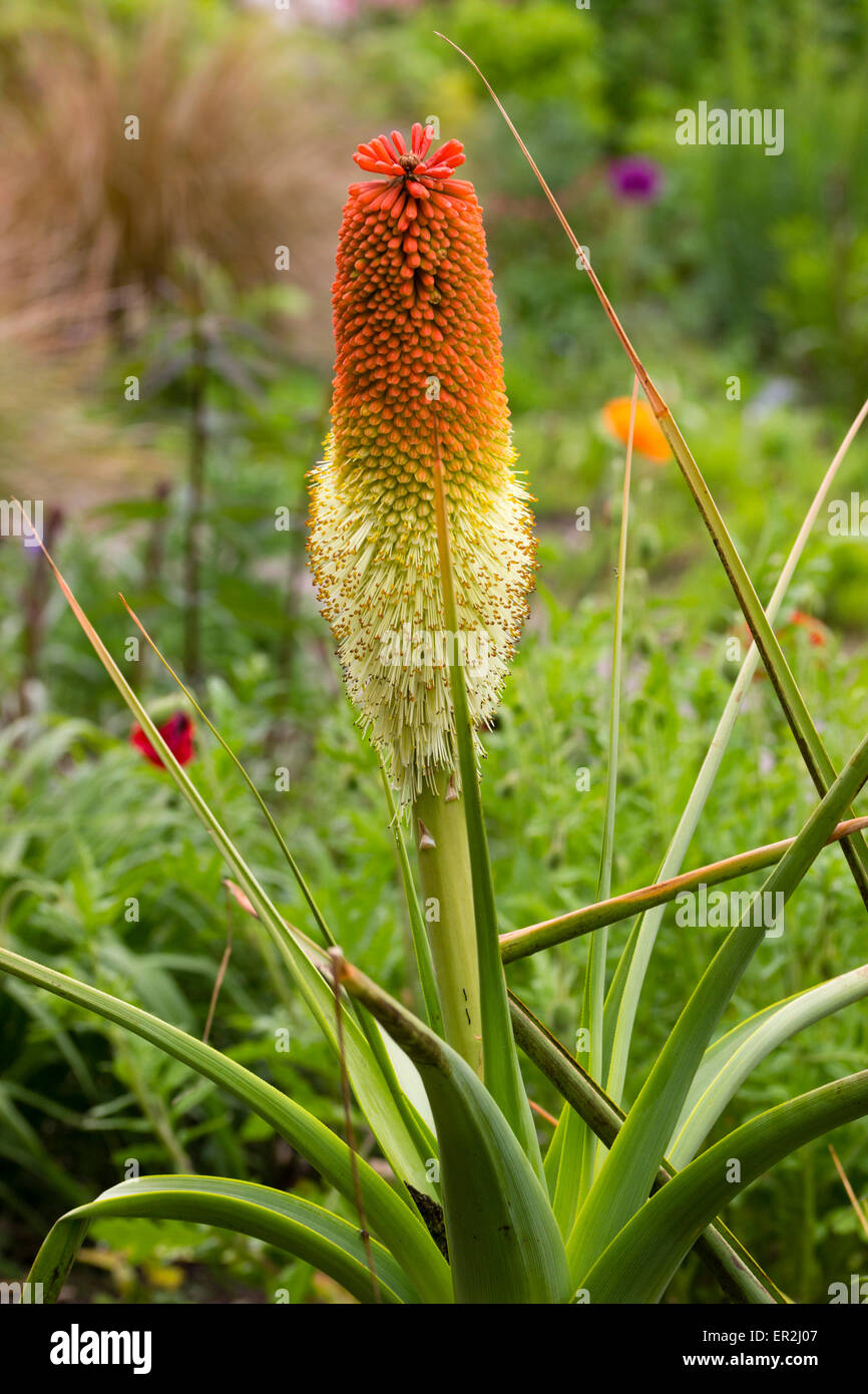 Fleur de graisse de la semi-succulentes Kniphofia northiae émerge à la fin du printemps Banque D'Images