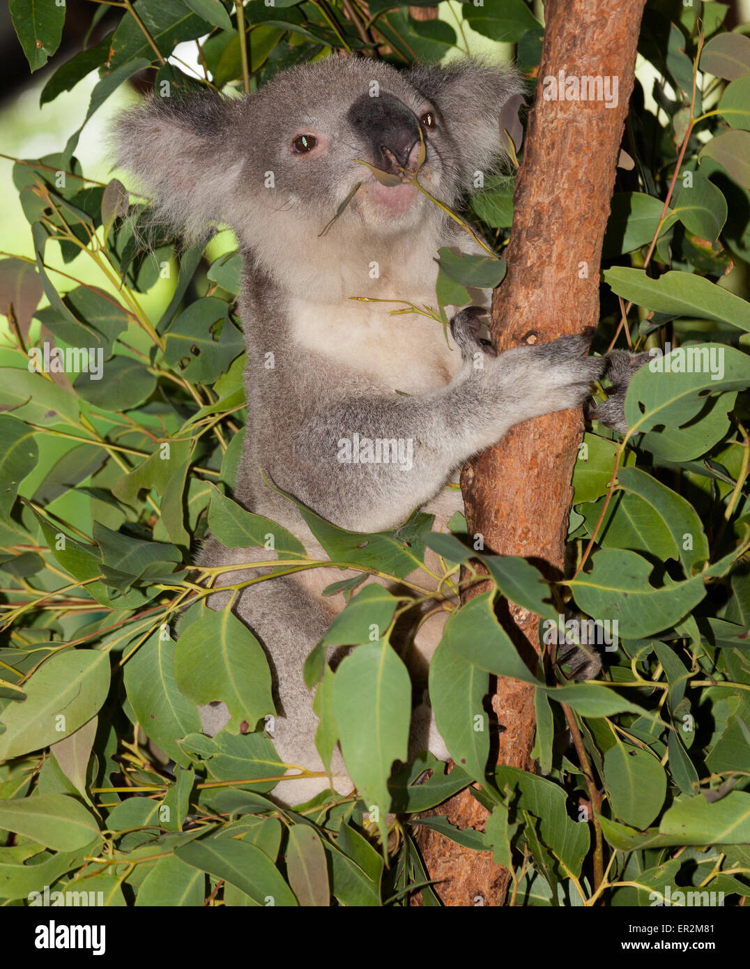 Koala dans l'arbre d'alerte Banque D'Images