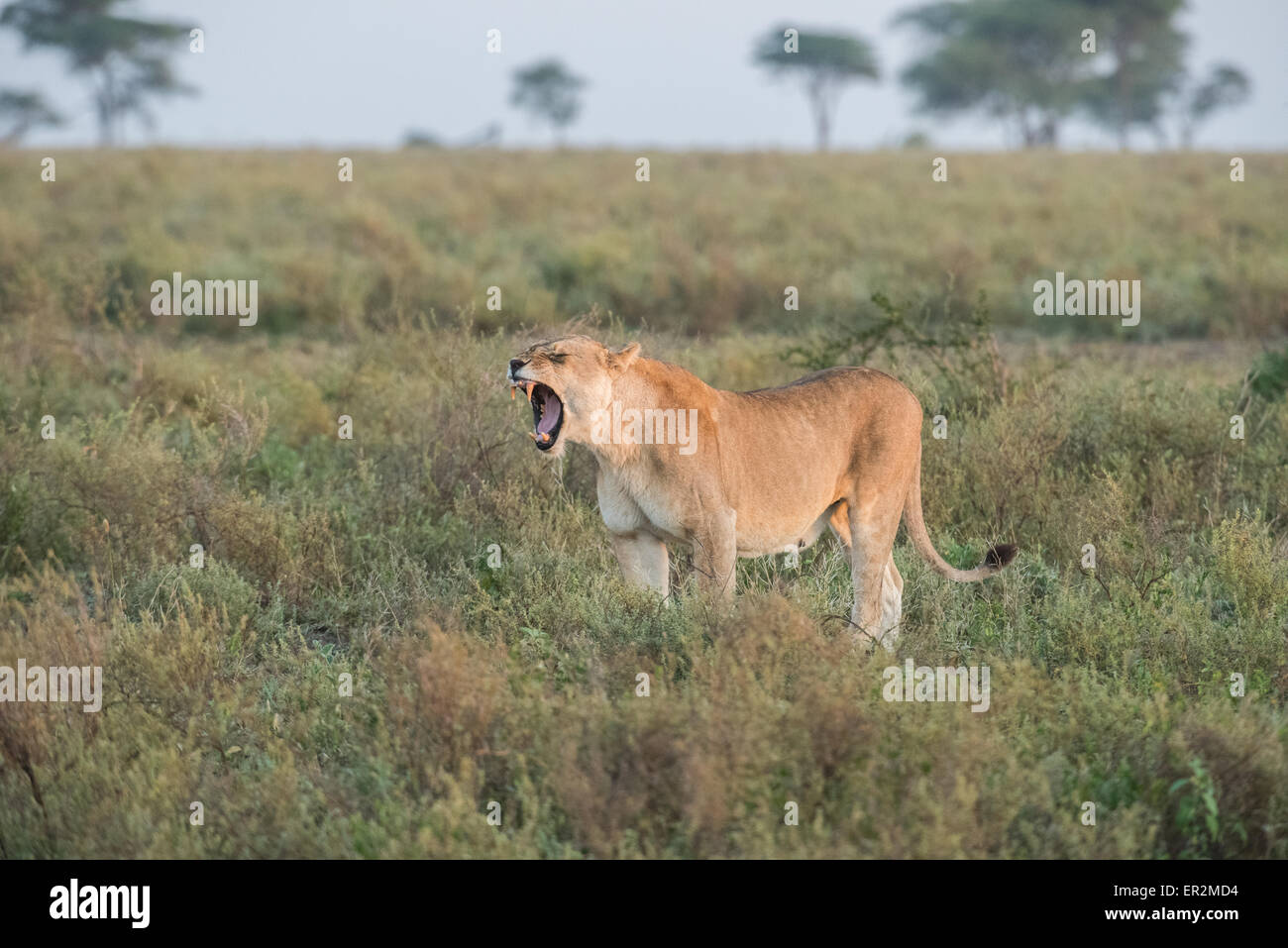 Lionne appelant, en Tanzanie Banque D'Images