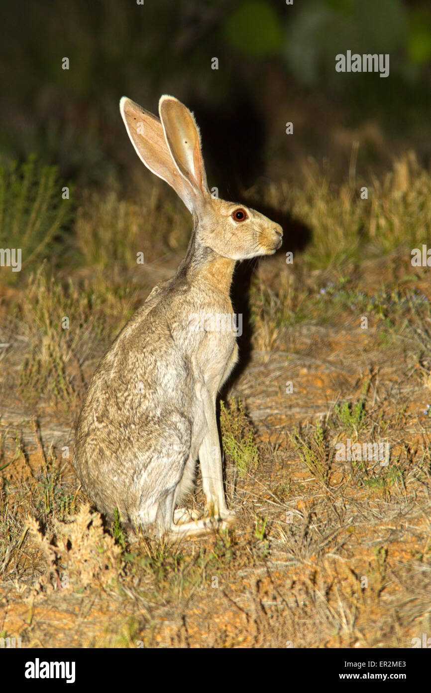 Antelope Jackrabbit Lepus alleni Tucson, Pimal County, Arizona, United States 11 mai Hot Leporidés Banque D'Images