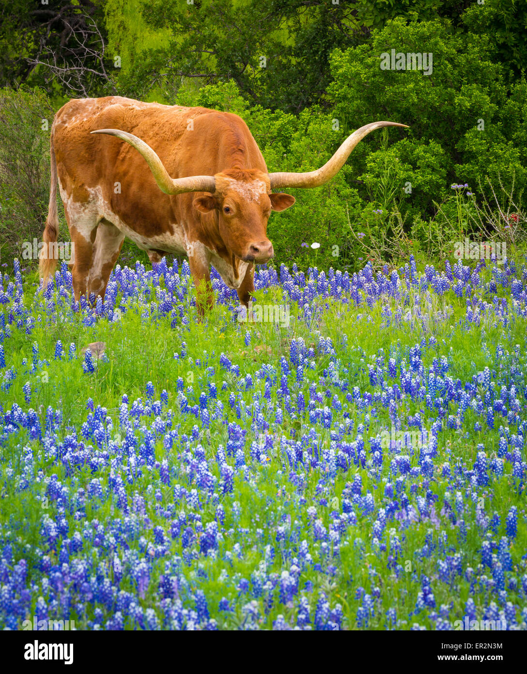 Parmi le bétail Longhorn bluebonnets dans le Texas Hill Country Banque D'Images