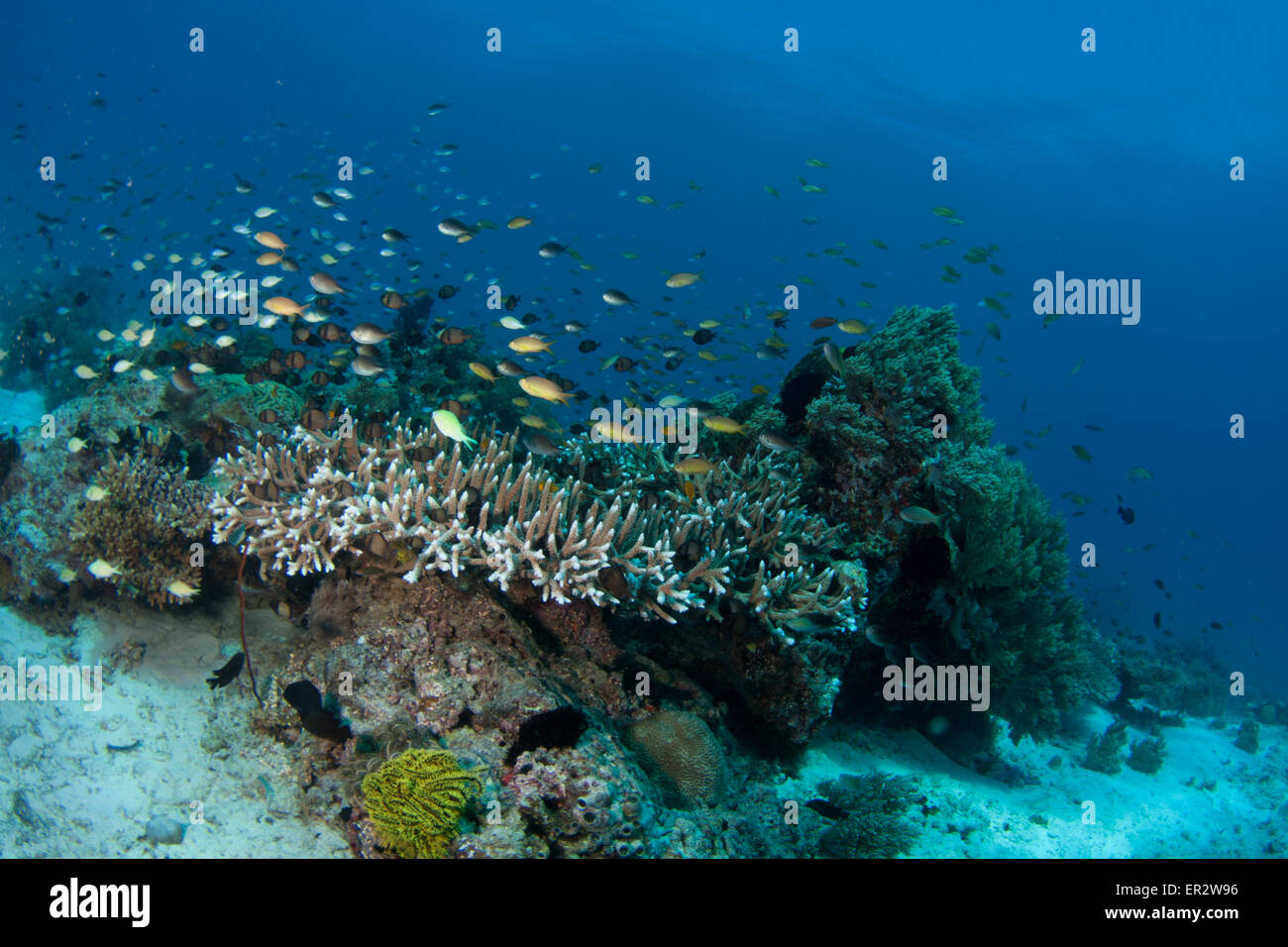 Coral Reef Balicasag Island Island,Bohol Philippines, Banque D'Images