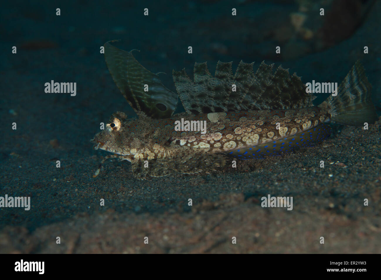 Orange & Black Dragonet Dauin Dauin Banque D'Images