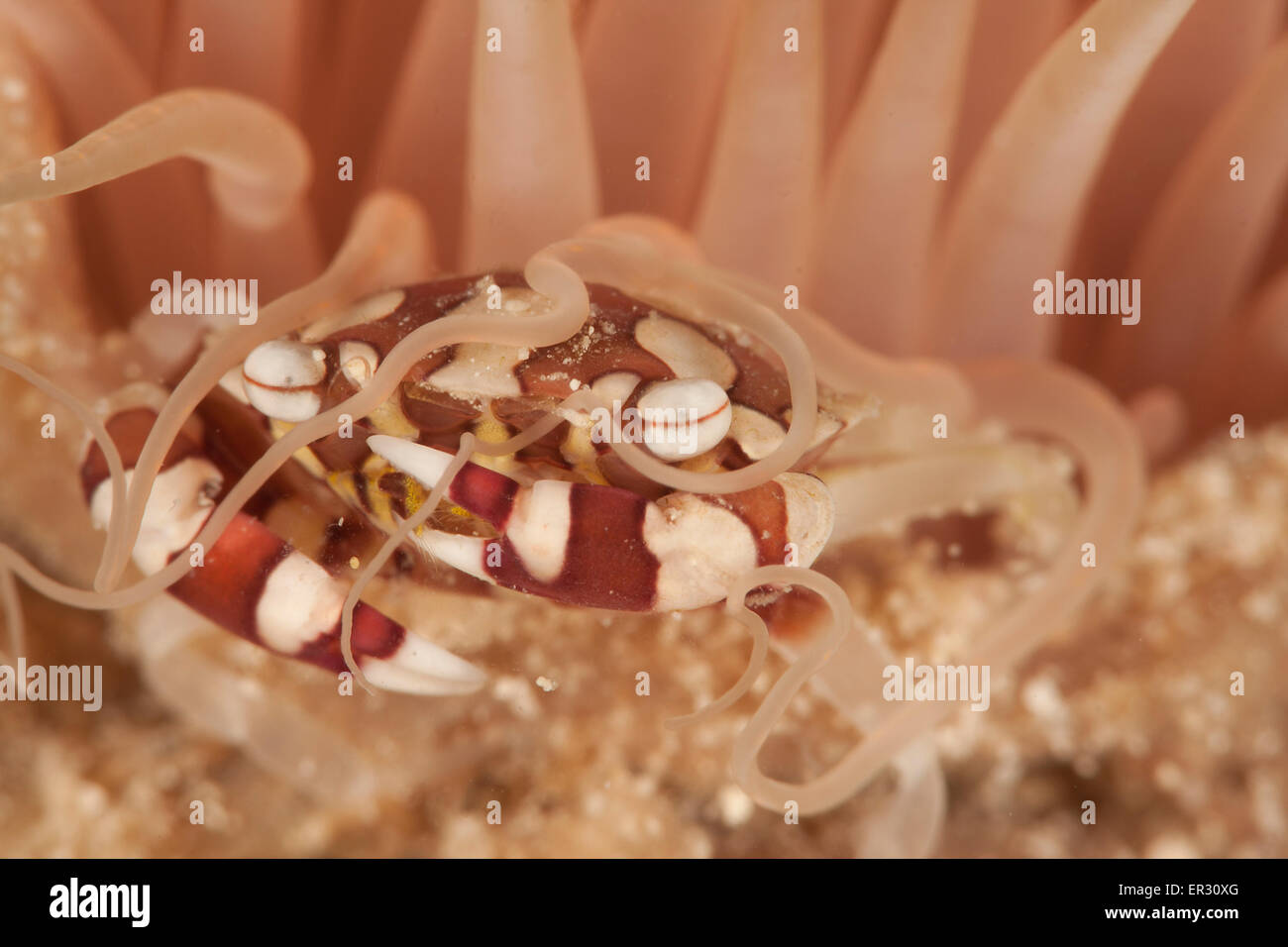 Crabe Arlequin Banque D'Images