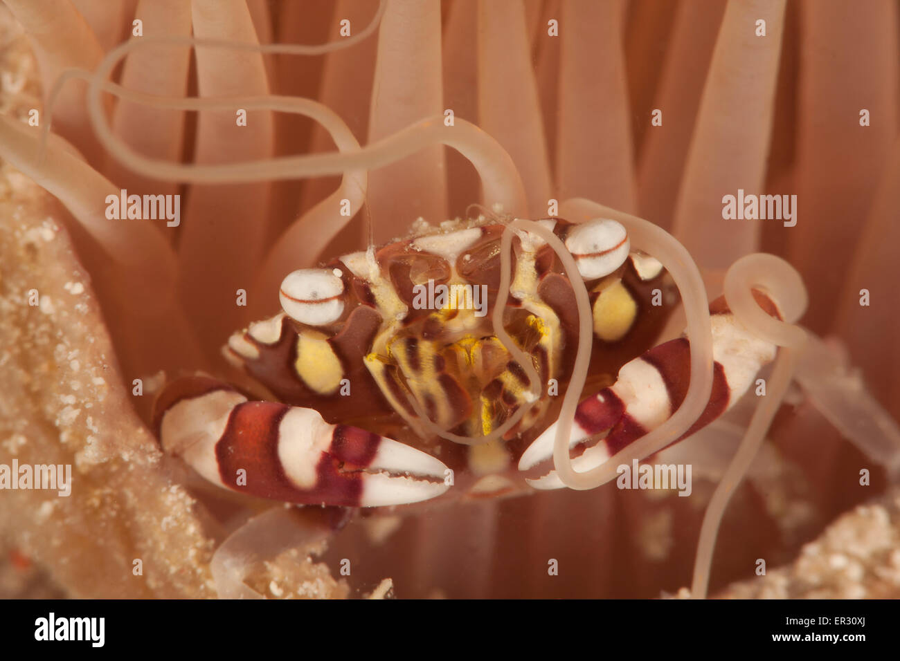 Crabe Arlequin Banque D'Images