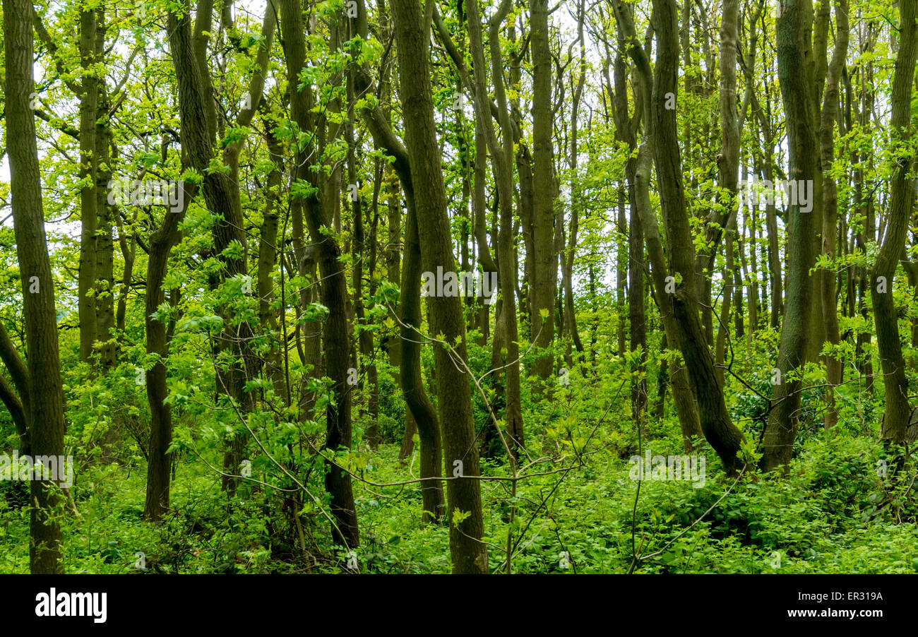 Les arbres à feuilles caduques au printemps dans un bois à grande Ayton North Yorkshire, UK. Banque D'Images