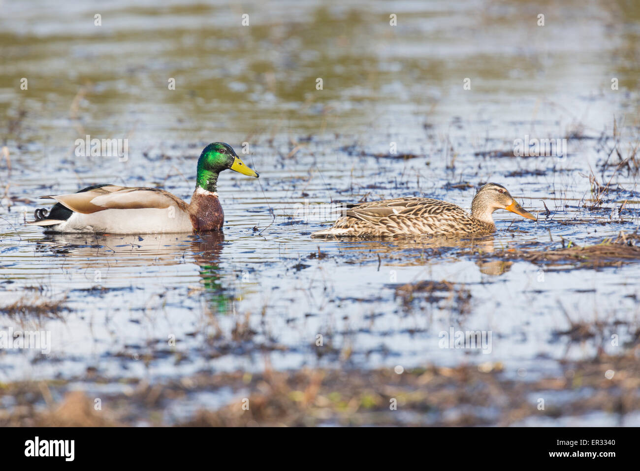 Canard Femelle Canard Banque d