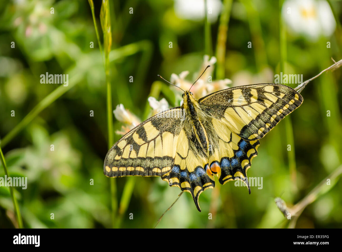 L'Ancien Monde swallowtail Papilio machaon est un papillon de la Famille des Papilionidae. Le papillon est également connu sous le nom de la politique y Banque D'Images