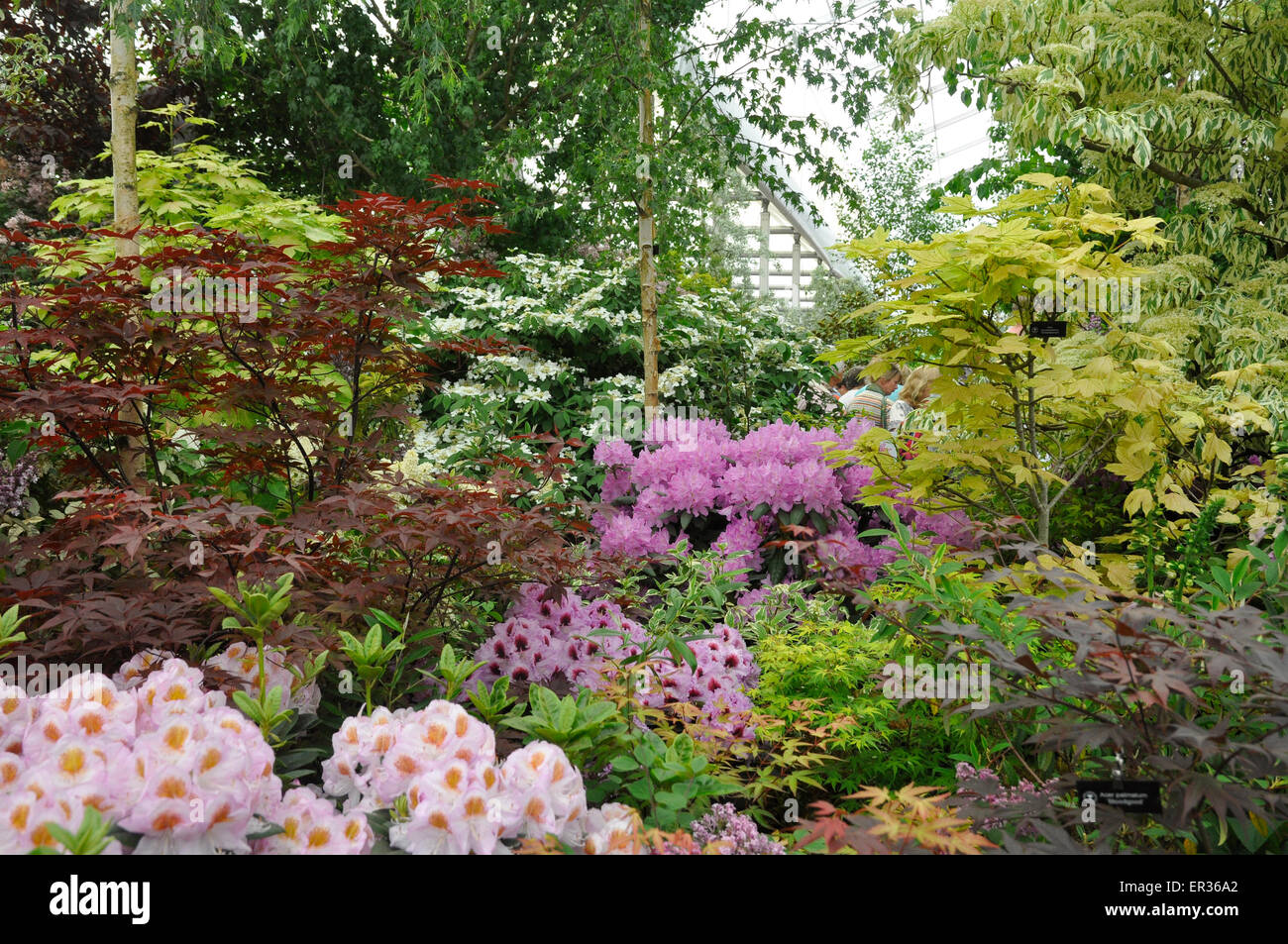 RHS Chelsea Flower Show 2015 - Affichage des pépinières Hillier Arbres et arbustes forestiers, notamment des rhododendrons et Acer. Banque D'Images