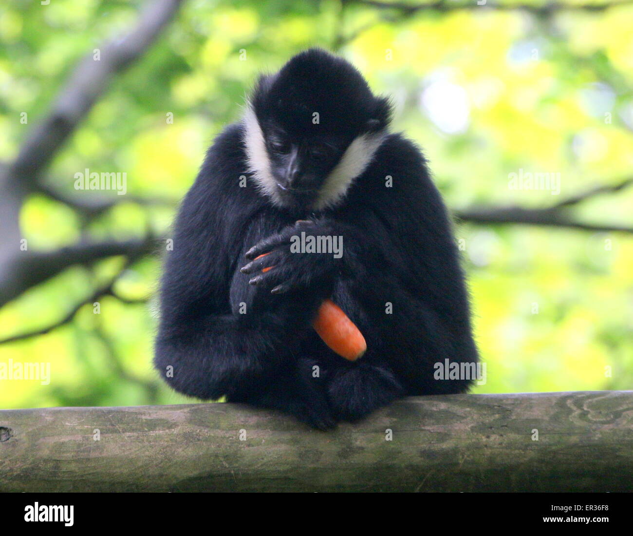 Le Nord de l'Asie du Sud-Est mâle gibbon à joues blanches (Nomascus leucogenys) eating carrot à Apenheul Zoo de primates, les Pays-Bas Banque D'Images