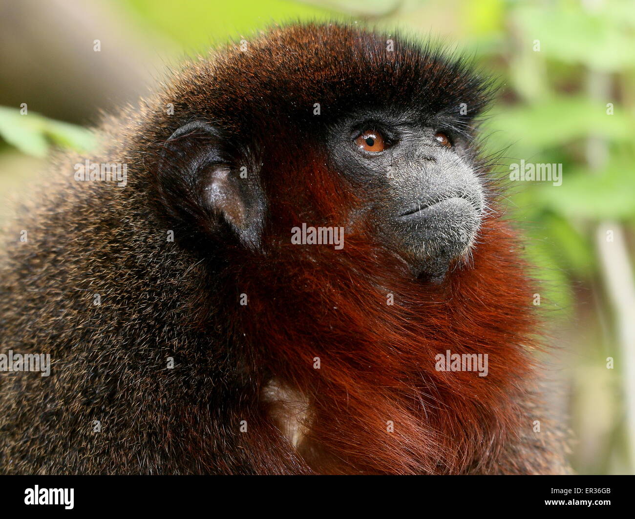 Gros plan Portrait d'un cuivré d'Amérique du Sud de couleur cuivre ou Singe Titi (Callicebus cupreus) Banque D'Images