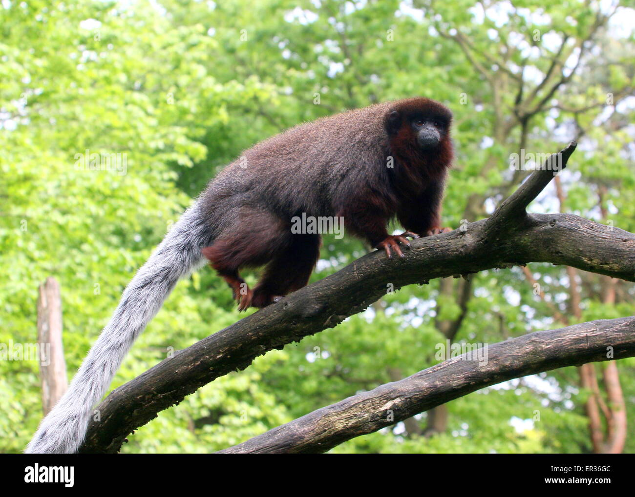Cuivré d'Amérique du Sud ou Singe Titi couleur cuivre (Callicebus cupreus) exécution d'une succursale dans un arbre Banque D'Images