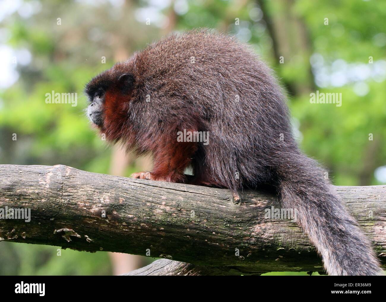 Cuivré d'Amérique du Sud ou Singe Titi couleur cuivre (Callicebus cupreus) Banque D'Images