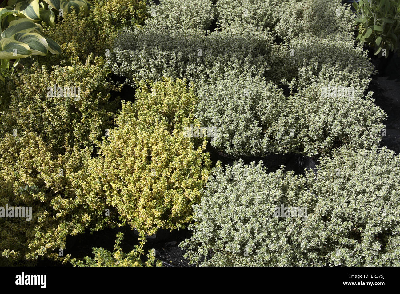DEU, l'Allemagne, des pots avec le thym dans un jardin maraîcher. DEU, Deutschland, Toepfe Thymian mit einem Gartencenter. Banque D'Images