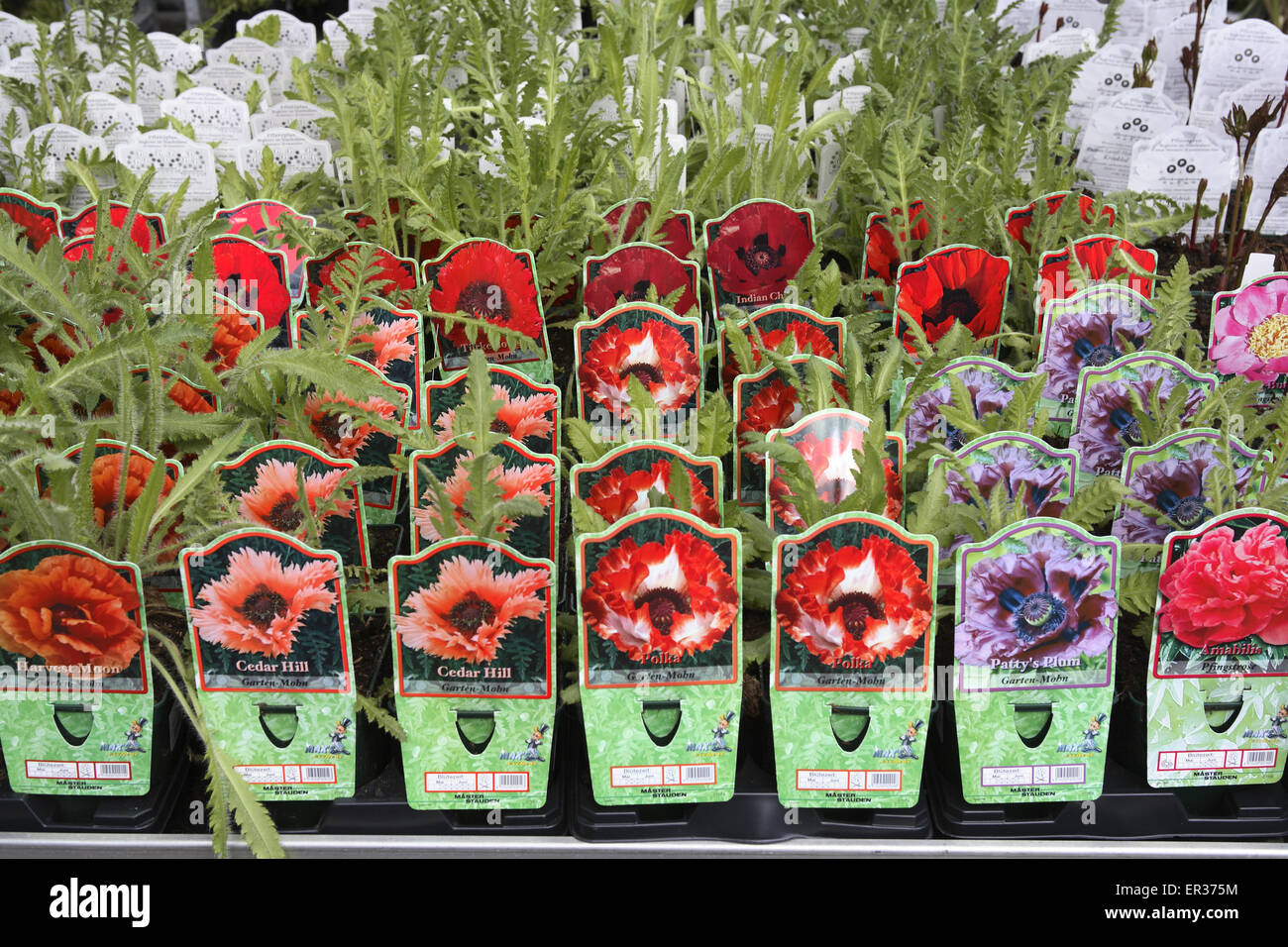 DEU, Allemagne, Hagen, jeunes coquelicots dans un jardin maraîcher. DEU, Deutschland, Hagen, junge Mohnpflanzen in einem Gartencenter. Banque D'Images