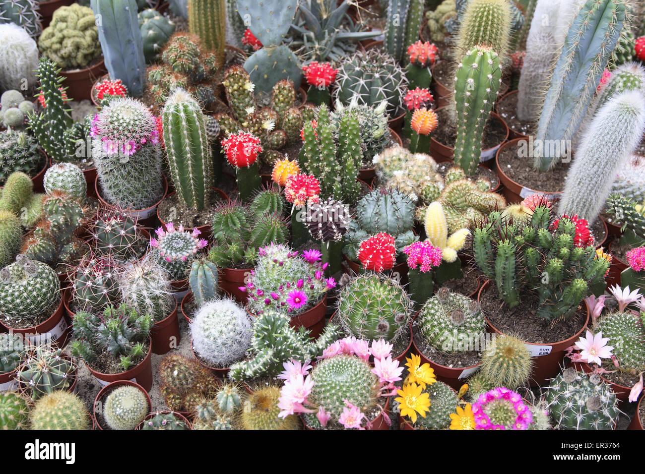 DEU, l'Allemagne, la Ruhr, cactus en fleurs dans un jardin maraîcher. DEU, Deutschland, bluehende Kakteen in einem Gartencenter. Banque D'Images