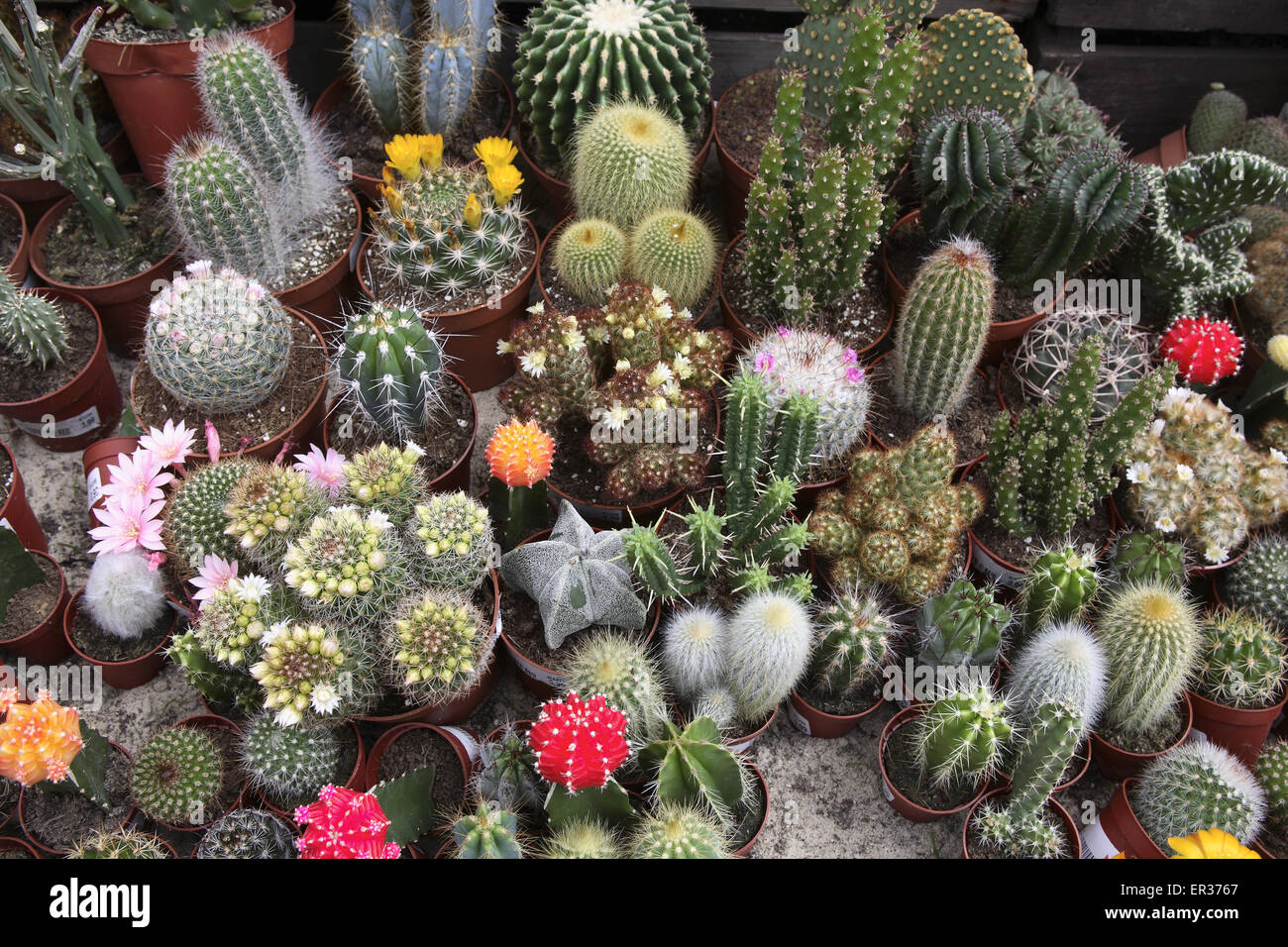 DEU, l'Allemagne, la Ruhr, cactus en fleurs dans un jardin maraîcher. DEU, Deutschland, bluehende Kakteen in einem Gartencenter. Banque D'Images