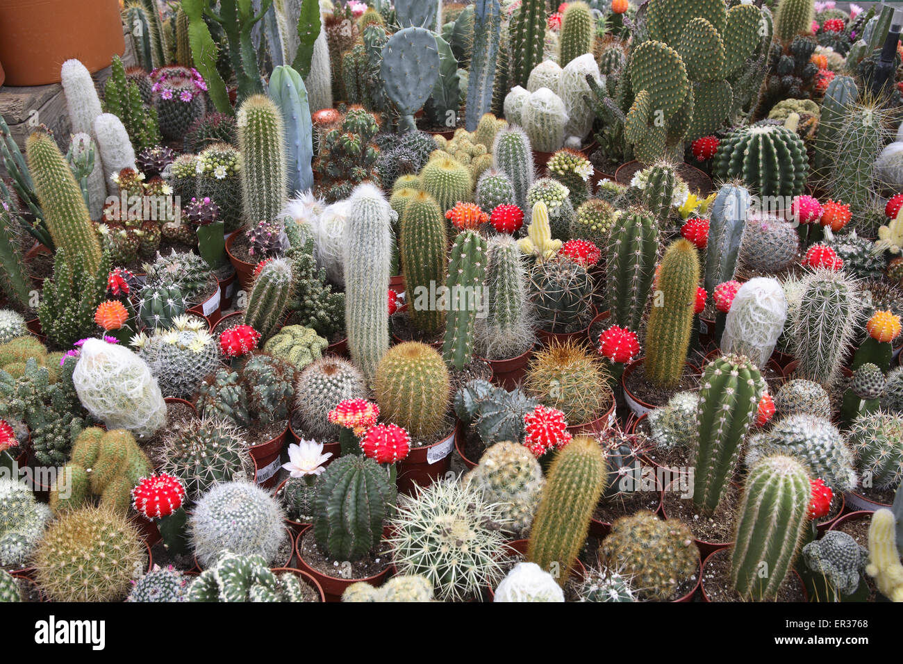 DEU, l'Allemagne, la Ruhr, cactus en fleurs dans un jardin maraîcher. DEU, Deutschland, bluehende Kakteen in einem Gartencenter. Banque D'Images
