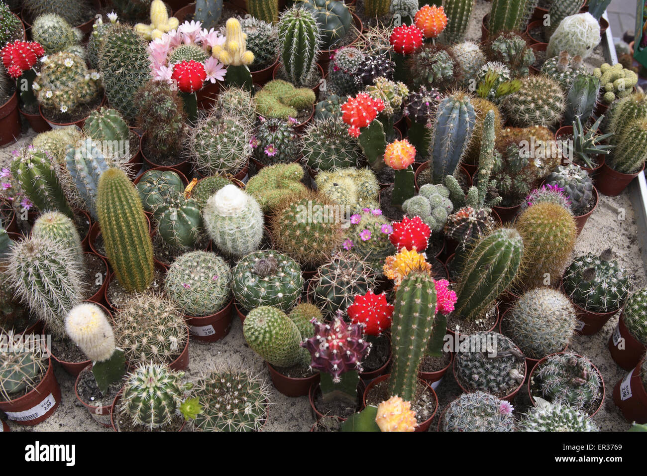 DEU, l'Allemagne, la Ruhr, cactus en fleurs dans un jardin maraîcher. DEU, Deutschland, bluehende Kakteen in einem Gartencenter. Banque D'Images