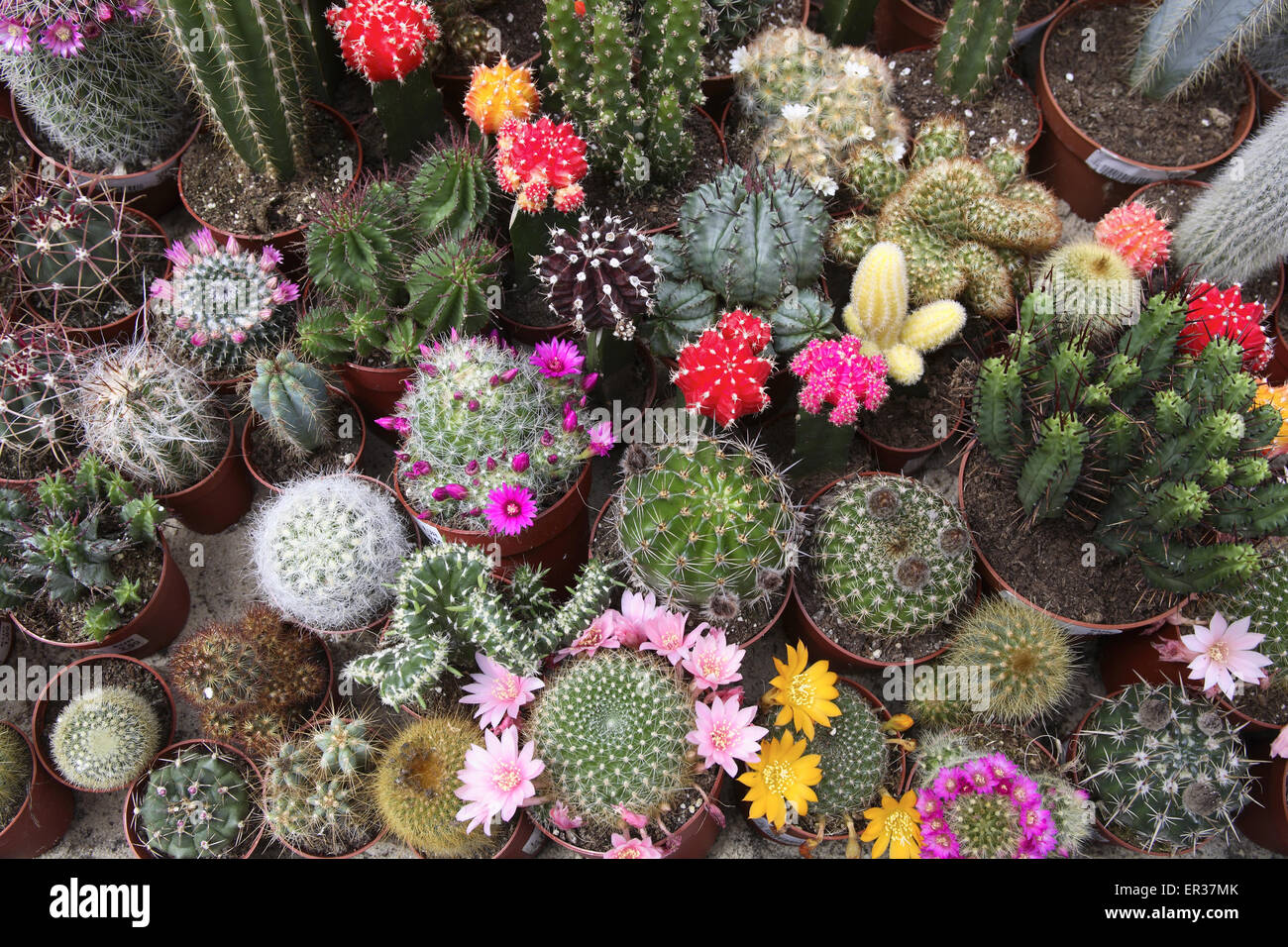 DEU, l'Allemagne, la Ruhr, cactus en fleurs dans un jardin maraîcher. DEU, Deutschland, bluehende Kakteen in einem Gartencenter. Banque D'Images