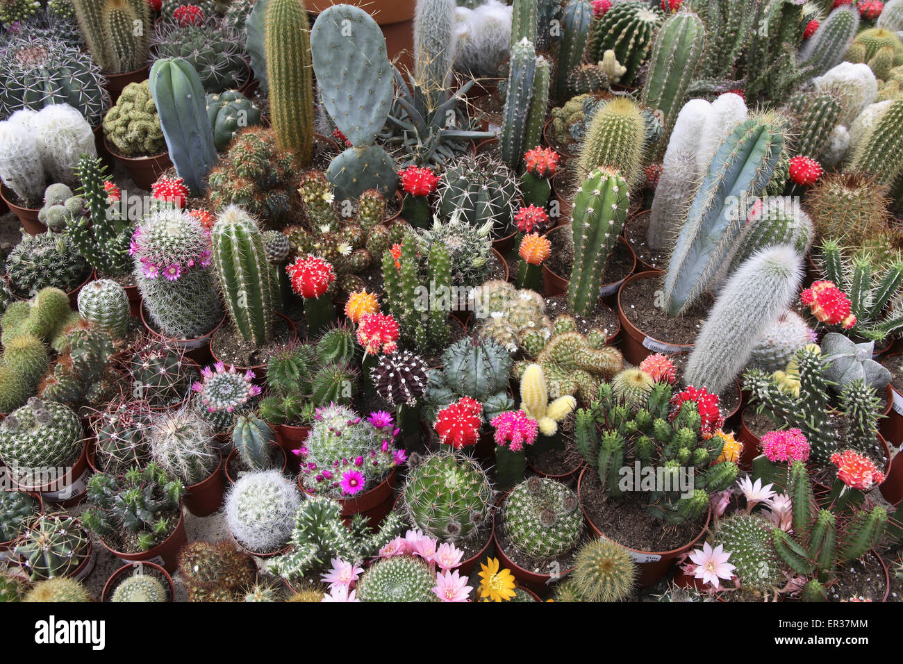DEU, l'Allemagne, la Ruhr, cactus en fleurs dans un jardin maraîcher. DEU, Deutschland, bluehende Kakteen in einem Gartencenter. Banque D'Images