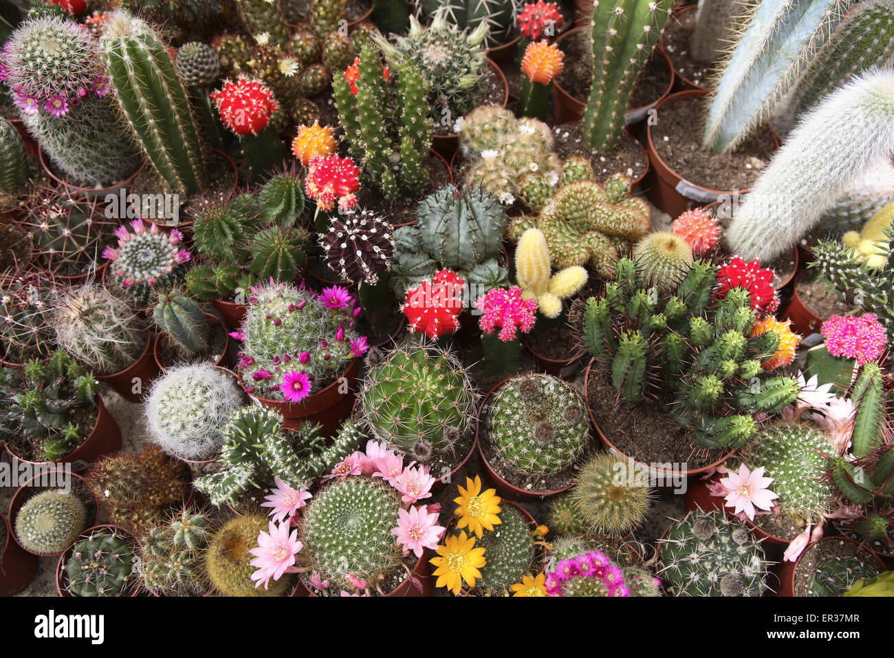 DEU, l'Allemagne, la Ruhr, cactus en fleurs dans un jardin maraîcher. DEU, Deutschland, bluehende Kakteen in einem Gartencenter. Banque D'Images