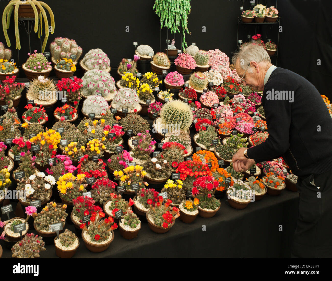 Chelsea Flower show affichage des cactus. Banque D'Images