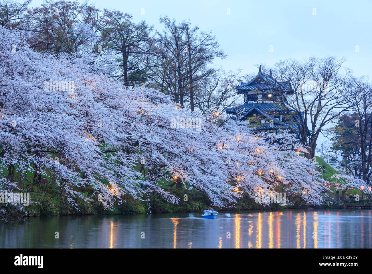 S'allumer de Château Takada et fleurs de cerisier, Niigata, Japon Banque D'Images