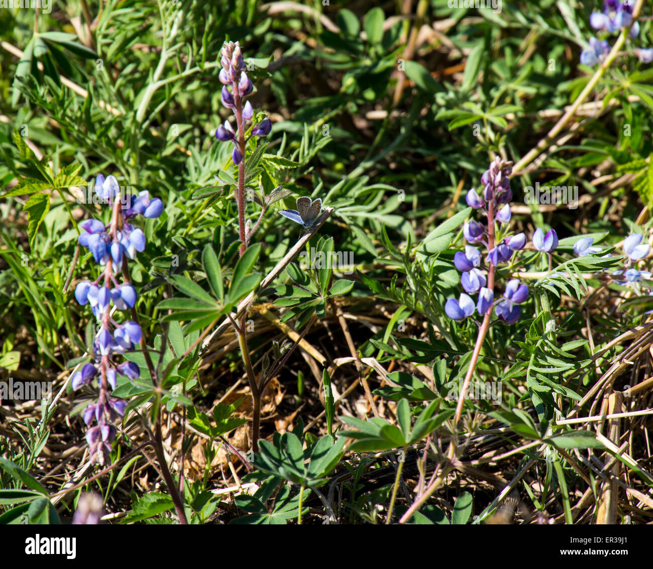 Mélissa bleu dans le Albany Pine Bush NY dans un champ de fleurs de lupin papillon de l'état du New Hampshire Banque D'Images